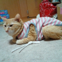 オーガニックネコタンク (猫用 ルームウェア 洋服)