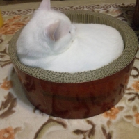 ガリガリサークル (猫用 爪とぎ ダンボール おもちゃ ベッド)
