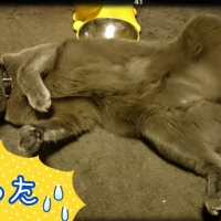【初回送料無料】ナチュラルチョイスキャット室内猫用 アダルトターキー(成猫 フード)