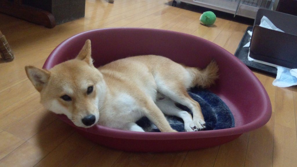 口コミ レビュー ベッド用ケース２ 犬用ベッド ペットベッド クッション ペット用品の通販サイト ペピイ Peppy