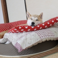 バスケットベッド（犬用ベッド）