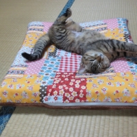 リバーシブル座布団