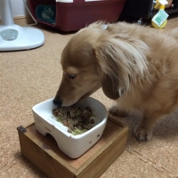 【初回送料無料】ナチュラルチョイス　小型犬　成犬用チキン＆玄米(アダルト用フード)