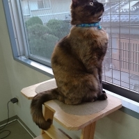 木製　猫専用見晴らし台 (高さ110cm キャットタワー)