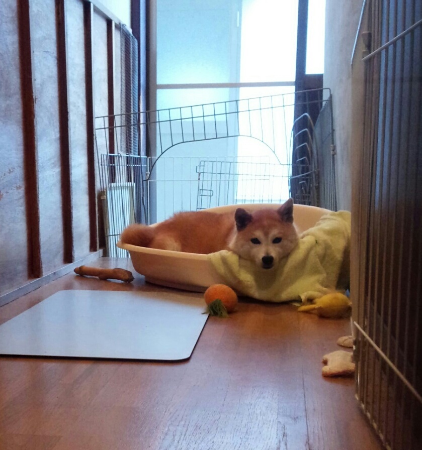 口コミ レビュー ベッド用ケース２ 犬用ベッド ペットベッド クッション ペット用品の通販サイト ペピイ Peppy