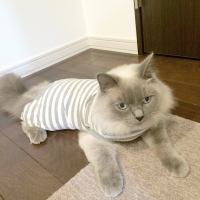 キャットパジャマ (猫 ルームウェア 洋服 服)
