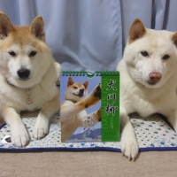 犬川柳カレンダー（週めくり）２０１６
