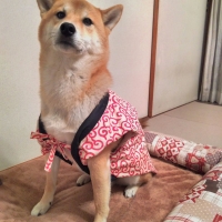 ちゃんちゃんこ (犬 猫 ウェア 洋服 コスプレ 冬服)