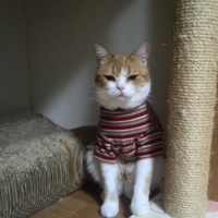 ウォームマルチボーダーＴ (猫 服 洋服 冬服)