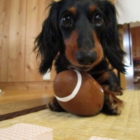 アメリカンフットボールトイ (犬 おもちゃ ボール ラテックス製)