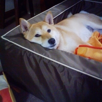 スクエアカドラー＋クッション・ナイロン (犬 ベッド セット 小型犬 中型犬 大型犬)