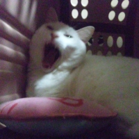 イビヤヤ　たためるキャリー