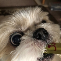 Ｓｉｐｐｏｌｅ 犬おやつ わんみぃ