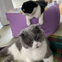 ランドリーきらら（ペット専用洗濯洗剤 犬 猫）