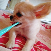 ３６０°歯ブラシ (犬用歯ブラシ)