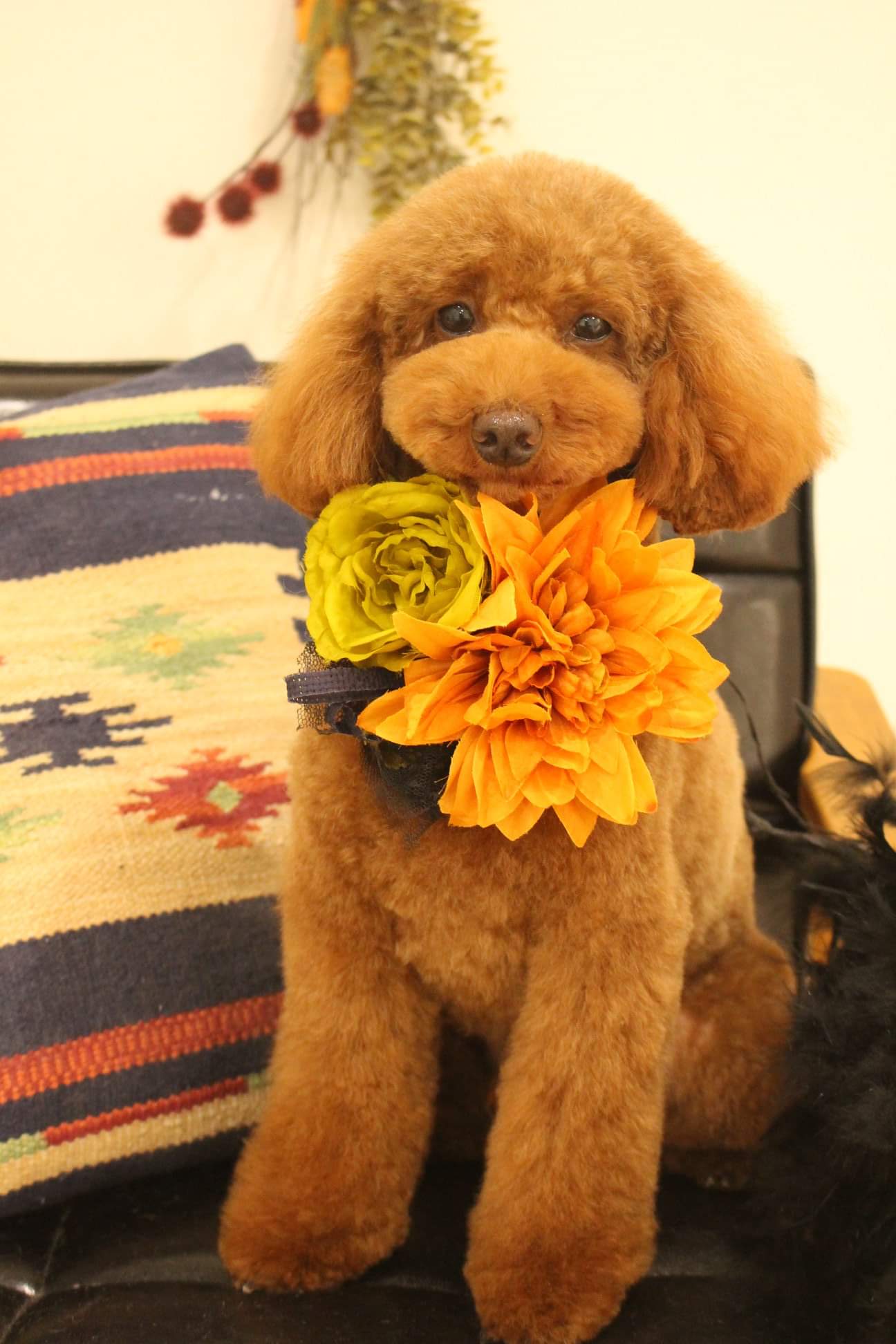 口コミ レビュー 阪急ハロードッグ わんちゃんのこだわりごはん フィッシュ 犬用ドライフード プレミアムフード ペット用品の通販サイト ペピイ Peppy