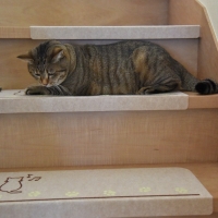 ピタッと吸着階段マット・ちっ光　ネコ
