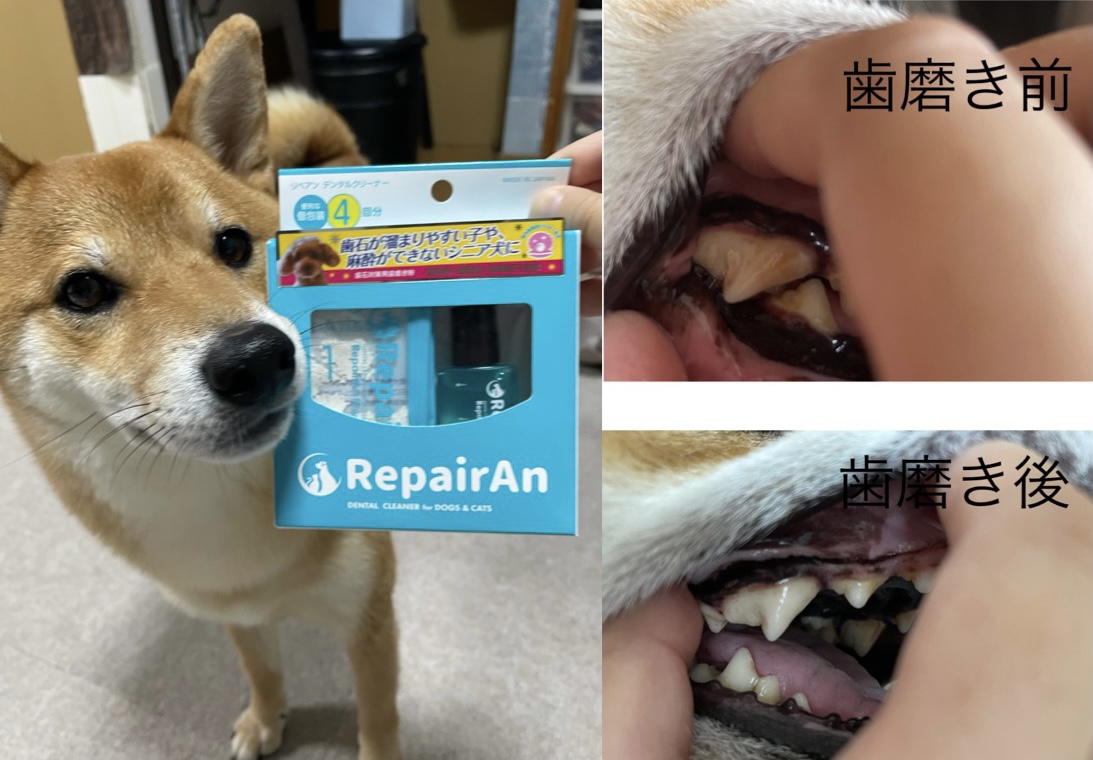 超大特価 歯石取りスケーラー ペット 犬用 猫用 ペット用 歯石除去