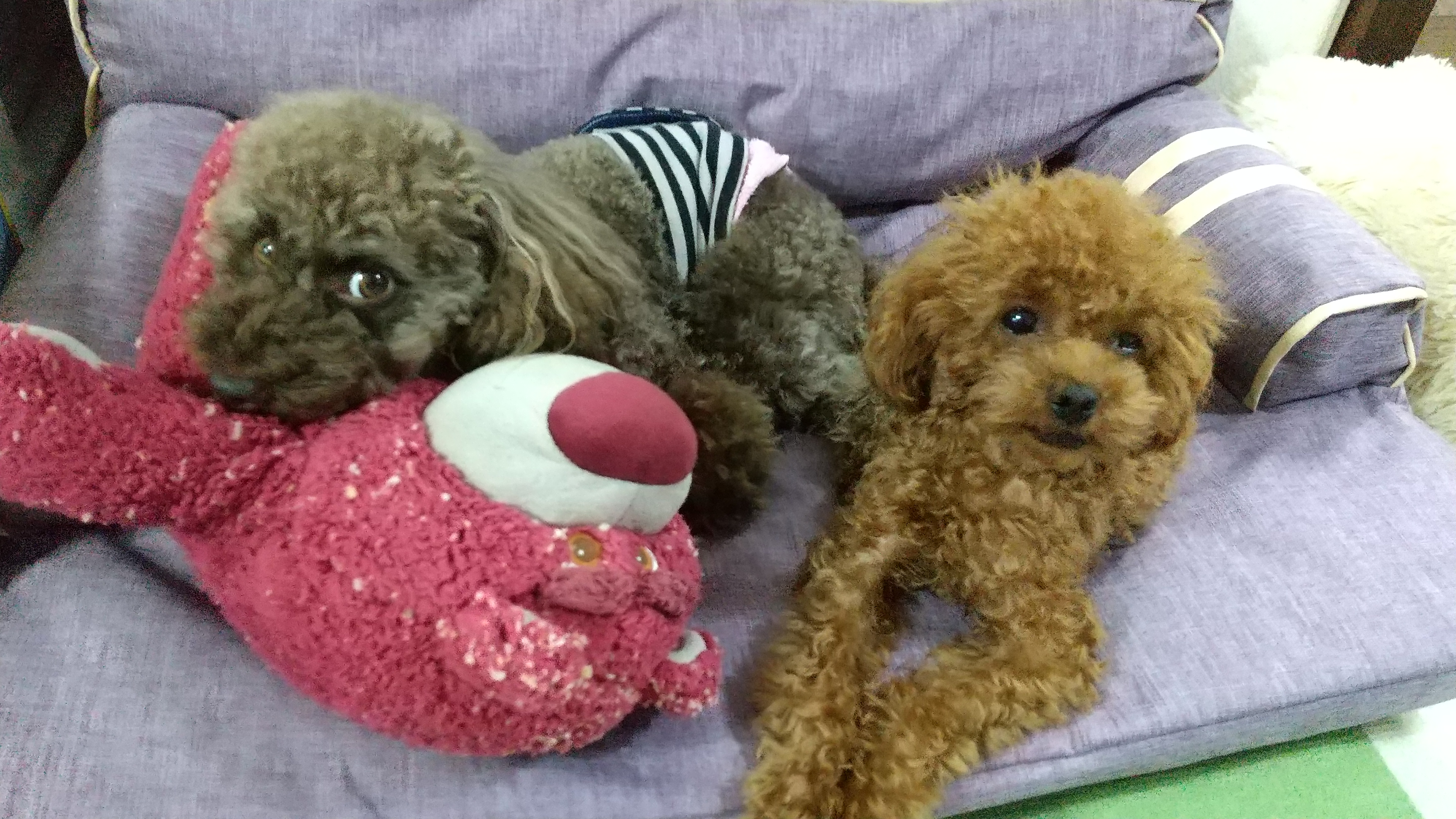 口コミ レビュー インプレイスソファベッド 犬用ベッド ペットベッド クッション ペット用品の通販サイト ペピイ Peppy