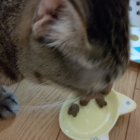 猫用グリニーズ (正規品)（猫用おやつ）