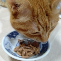 ロイヤルカナン　キャット　ウェット　センサリー