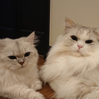 猫用グリニーズ (正規品)（猫用おやつ）