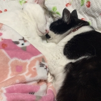 猫用おうち首輪　つむぎ