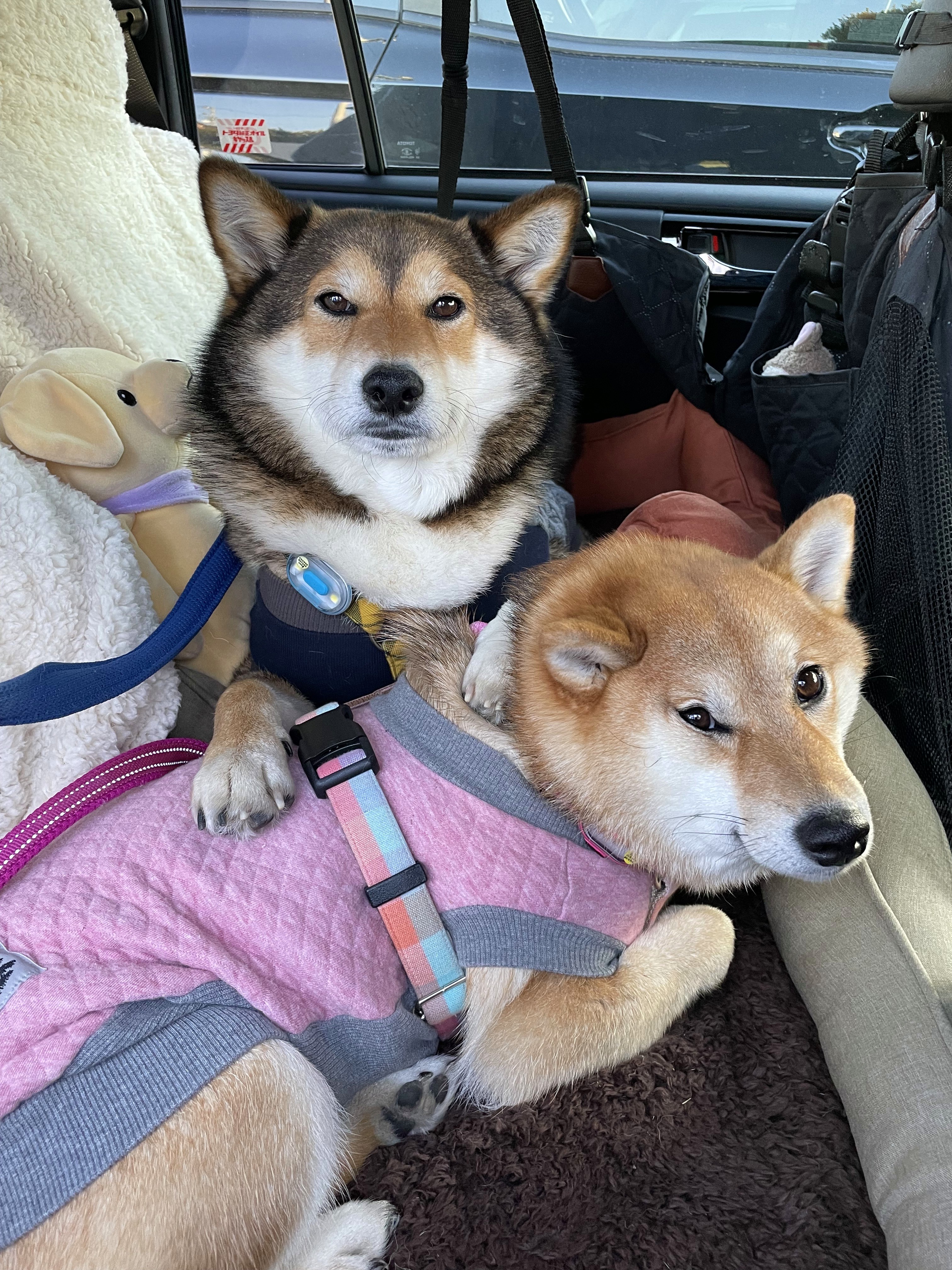 がございま ｓｉｐｐｏｌｅ カーシート 車 安心 ペット ペピイ Peppy ペピイ 店 セーフティシートカバー 犬 ドライブ カーグッズ ドライブ シート ろには