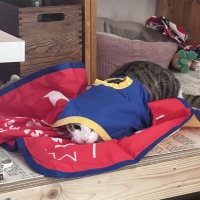 ぴかにゃんとお遊びマット