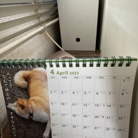 犬川柳　卓上カレンダー（月めくり）２０２３