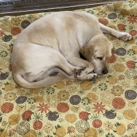 【8点限定】２０２３わんにゃん福袋６