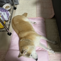 ★蒸れないふんわりクールマット・枕付き（旧：蒸れないソフトクールマット・枕付き）