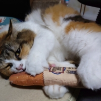 にゃごみ処　またたび入り猫キッカー