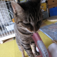 Ｓｉｐｐｏｌｅ　にゃろみ（無添加 国産)