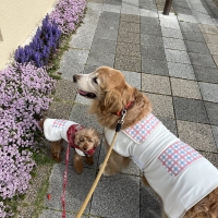 シャネツ　こかげマント（日差し対策）