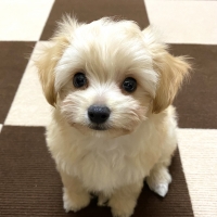 【室内で生活する小型犬の子犬用】ロイヤルカナン　ミニインドア　パピー