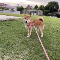 抜けにくいショルダーハーネス