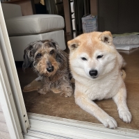 【減量したい小型犬に】ロイヤルカナン ミニ ライトウエイトケア