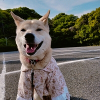 北の極 ごほうびソーセージ