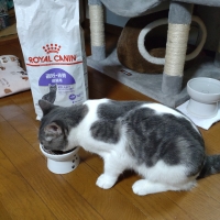 ロイヤルカナン 避妊・去勢成猫用　ステアライズド