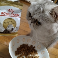 ロイヤルカナン ペルシャ・チンチラ・ヒマラヤン 成猫用