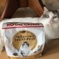 ロイヤルカナン ノルウェージャンフォレストキャット