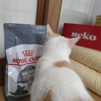 【歯垢・歯石が気になる猫に】 ロイヤルカナン デンタルケア（旧品名：オーラルケア）