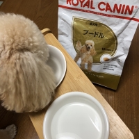 ロイヤルカナン プードル 成犬用