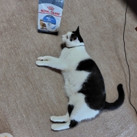 【肥満気味の猫に】 ロイヤルカナン ライト ウエイトケア