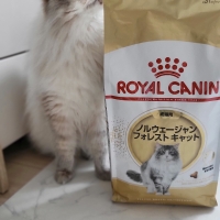 ロイヤルカナン ノルウェージャンフォレストキャット