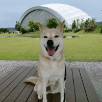 不思議なホウキ