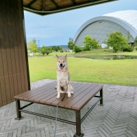 あごのせソファベッド　替えカバー