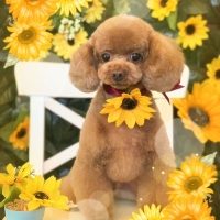 ドットわん　平飼いたまごせんべい