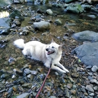 ペットクラブ犬用バリカン　ウォッシャブル （犬猫用バリカン）